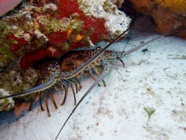 IMG 3182 Spiny Lobsters